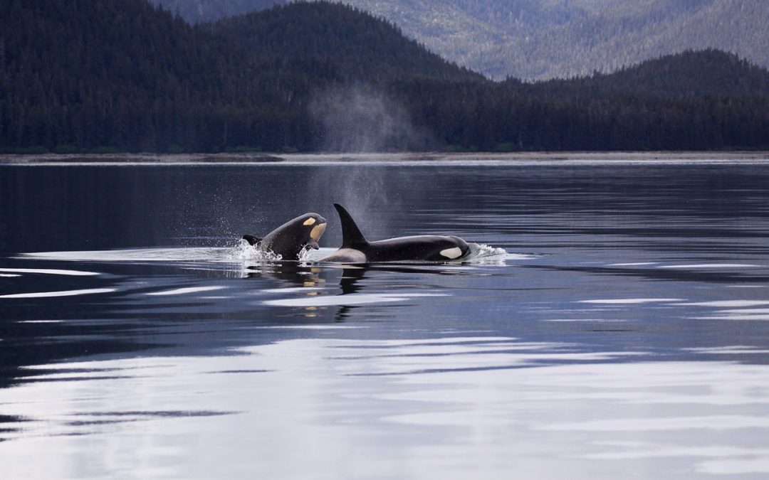 US Naval Testing Harmful to Whales