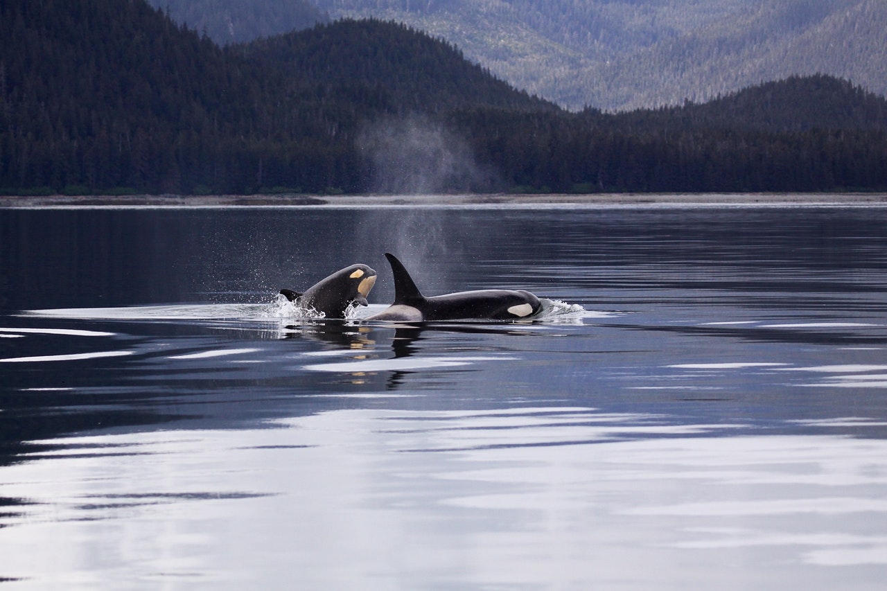 US Naval Testing Harmful to Whales