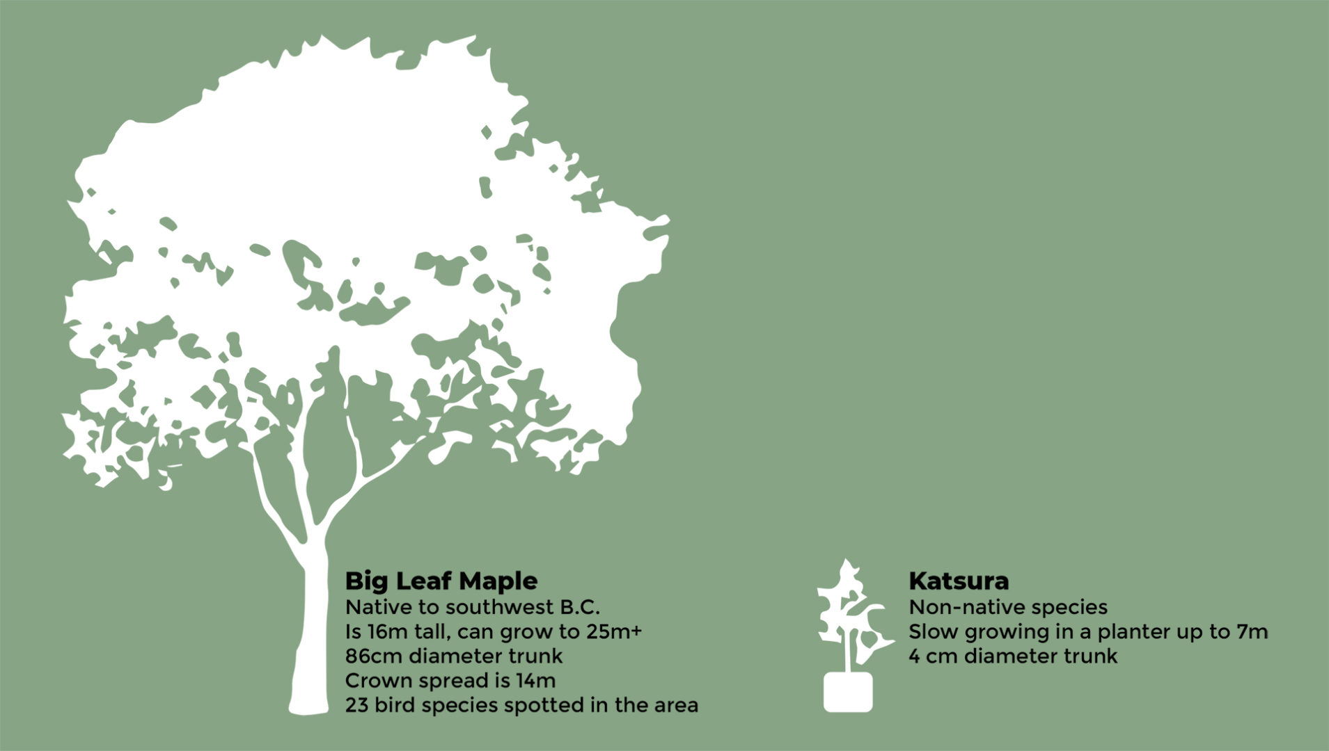 Protect Fort Street Trees