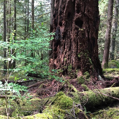 A Request for an Immediate Moratorium on Old-Growth Logging:  A Letter to Premier Horgan and Minister Conroy