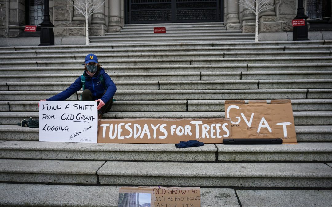 Introducing Tuesdays for Trees