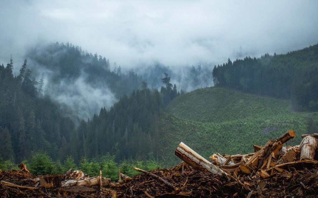 “Sustainable” Forest Management Standards Clearly Not Sustainable