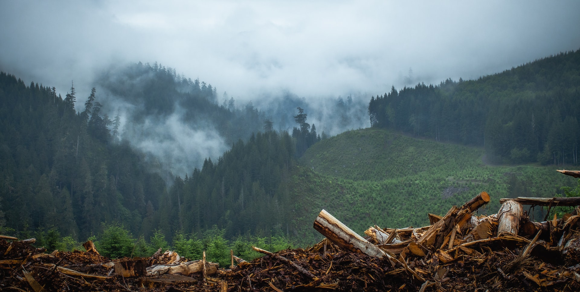 The Death Of A Tree Equals Paper Money – A Poem