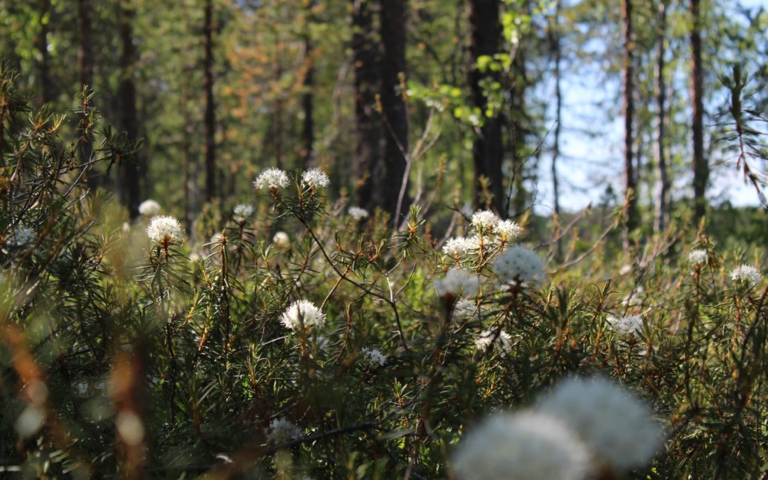 Have Your Say for a Resilient Saanich