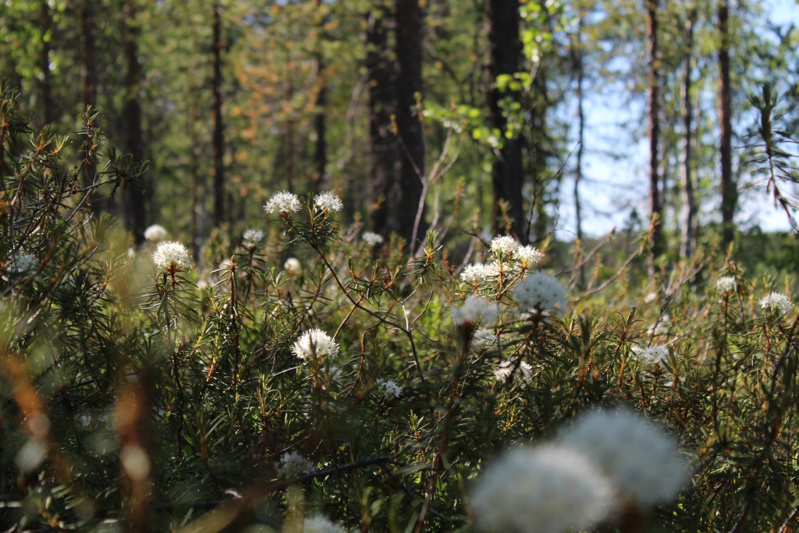 Have Your Say for a Resilient Saanich