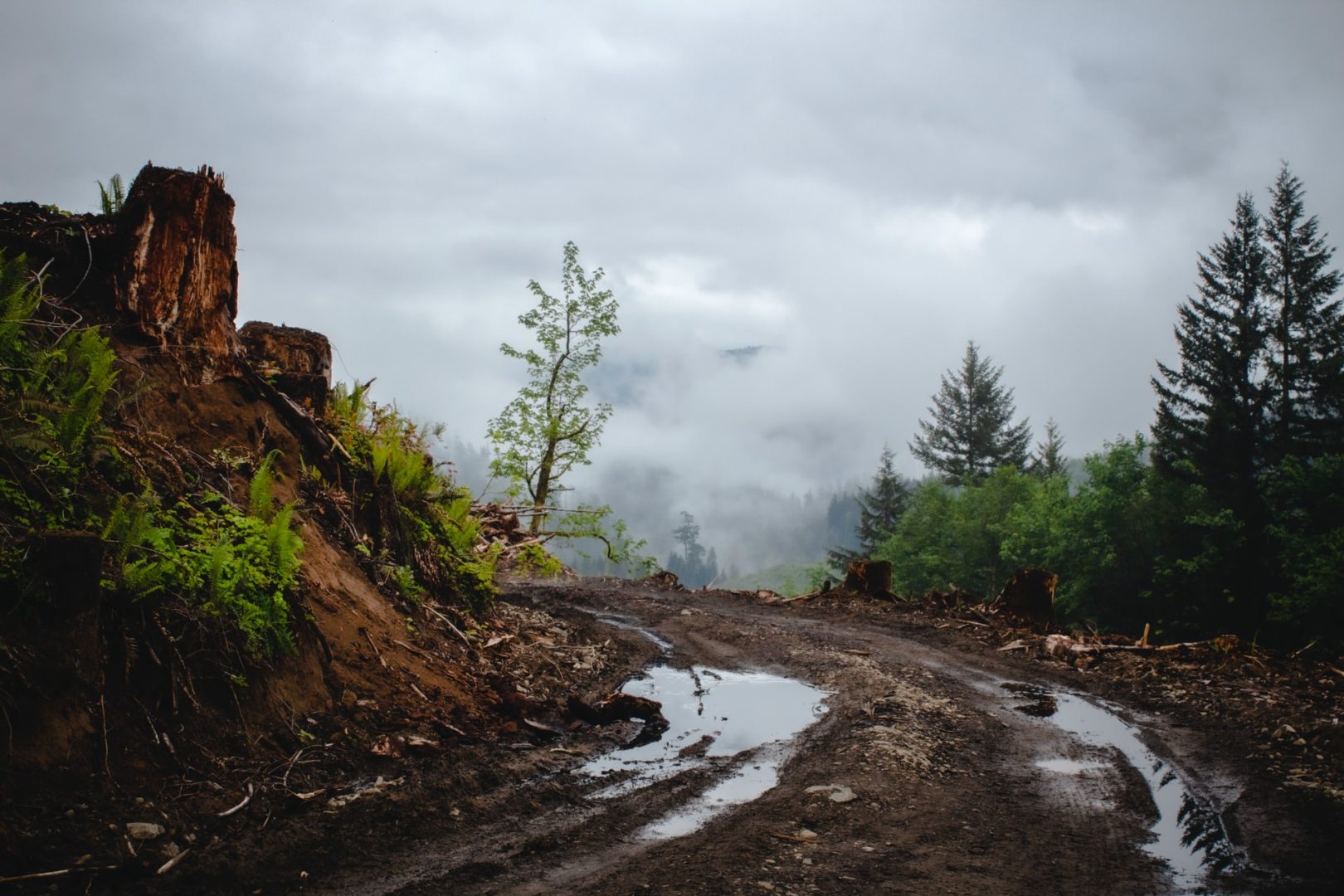 Old Growth Worth More Alive