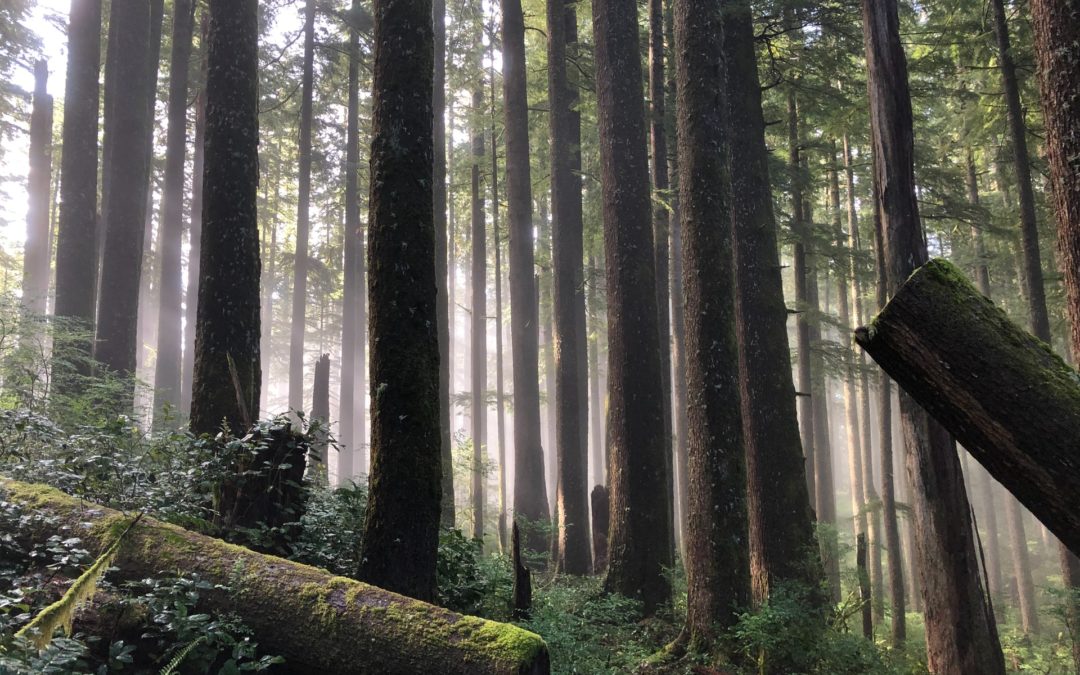 A Call for a New Forest Framework in British Columbia