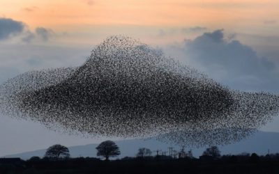 How do we evolve a regenerative bioregional culture in the Salish Sea? – May Day Murmuration