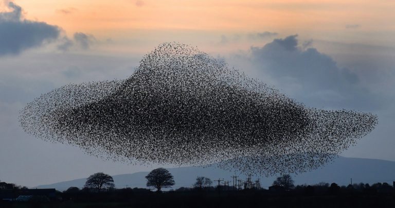 How do we evolve a regenerative bioregional culture in the Salish Sea? – May Day Murmuration