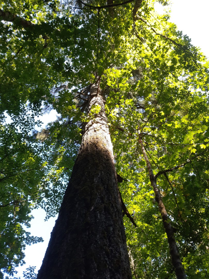 Reverie at Wagg Creek