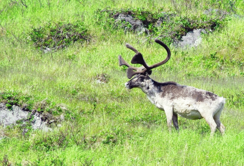 B.C. is now a Biodiversity-Loss Hotspot