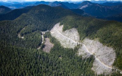 Rainforest Flying Squad Responds to Today’s First Nations’  Request to Defer Logging in Fairy Creek and the Central Walbran Valley