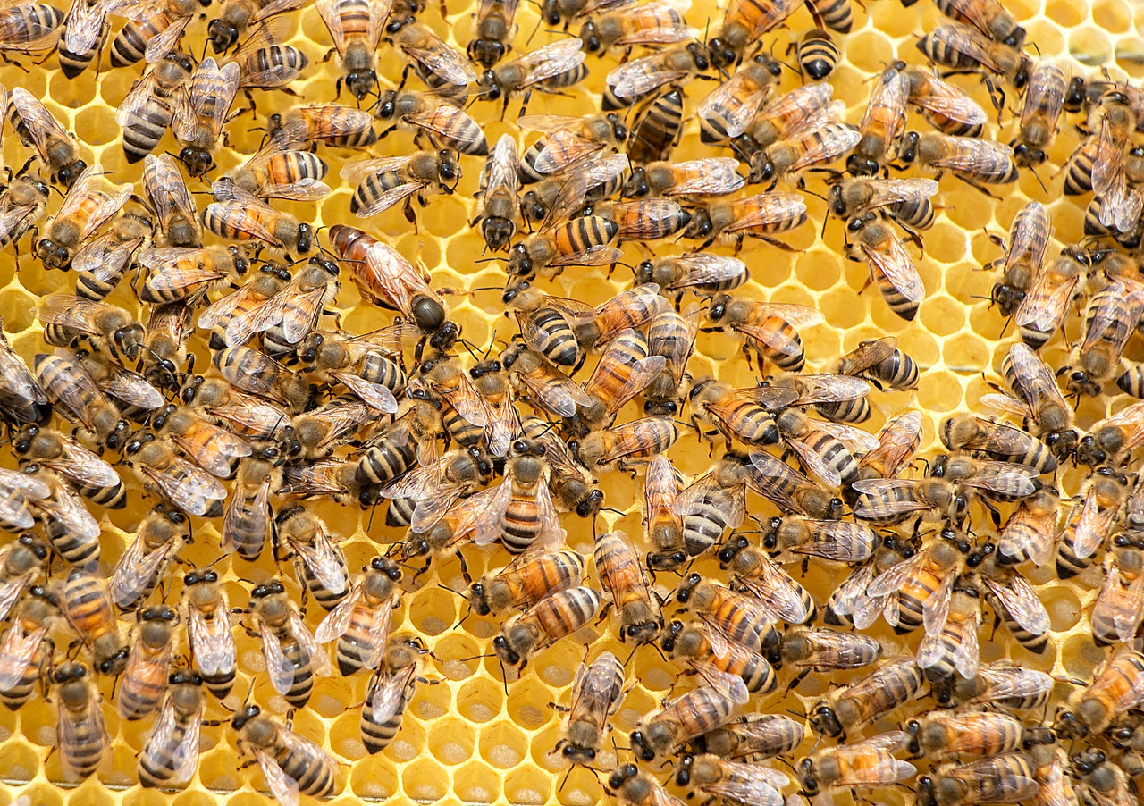 The Buzz About Bees
