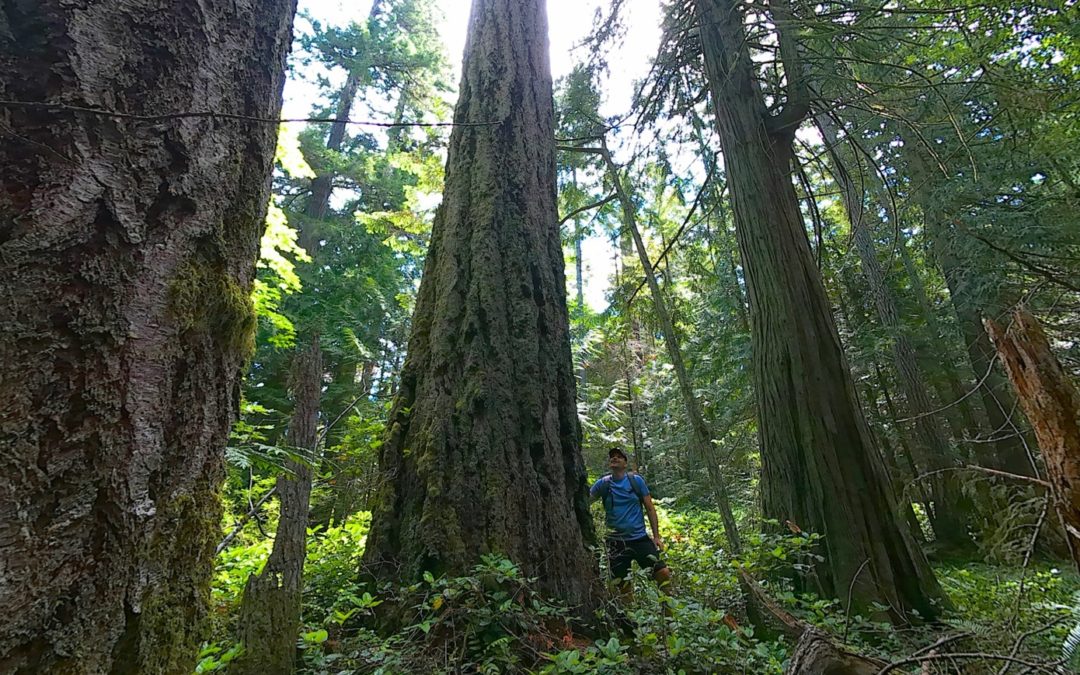 A ‘SLAPP Suit’ – Strategic Lawsuit Against Public Participation – to protect the Old Growth Forest in Qualicum Beach