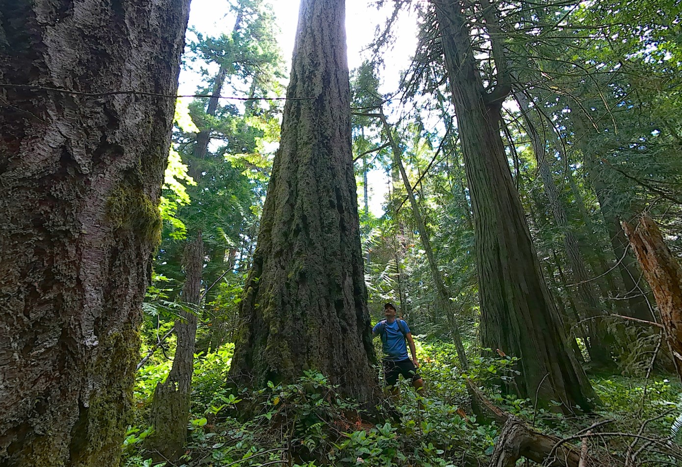 A ‘SLAPP Suit’ – Strategic Lawsuit Against Public Participation – to protect the Old Growth Forest in Qualicum Beach