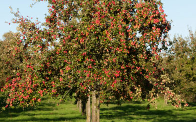 Apple Tree – A Poem