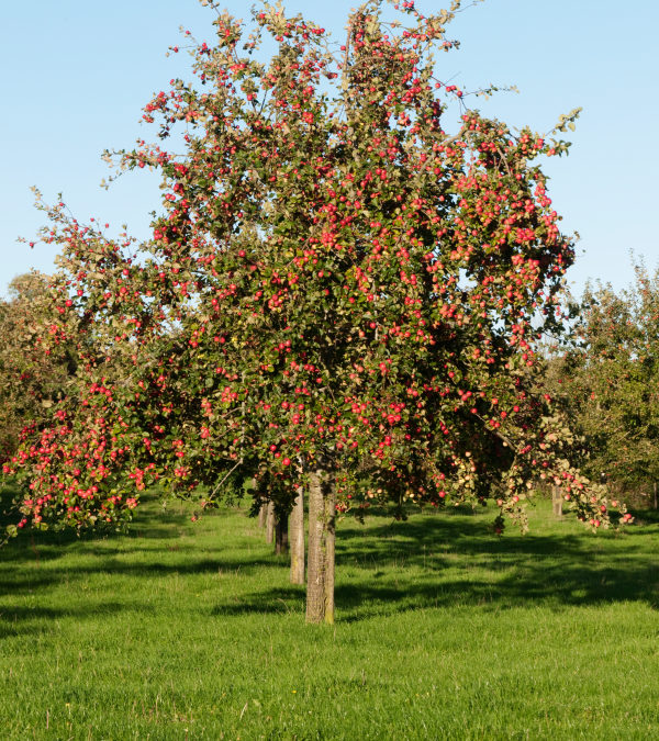 Apple Tree – A Poem
