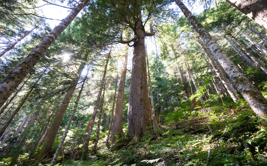 Old Growth Forest Government Contact Information