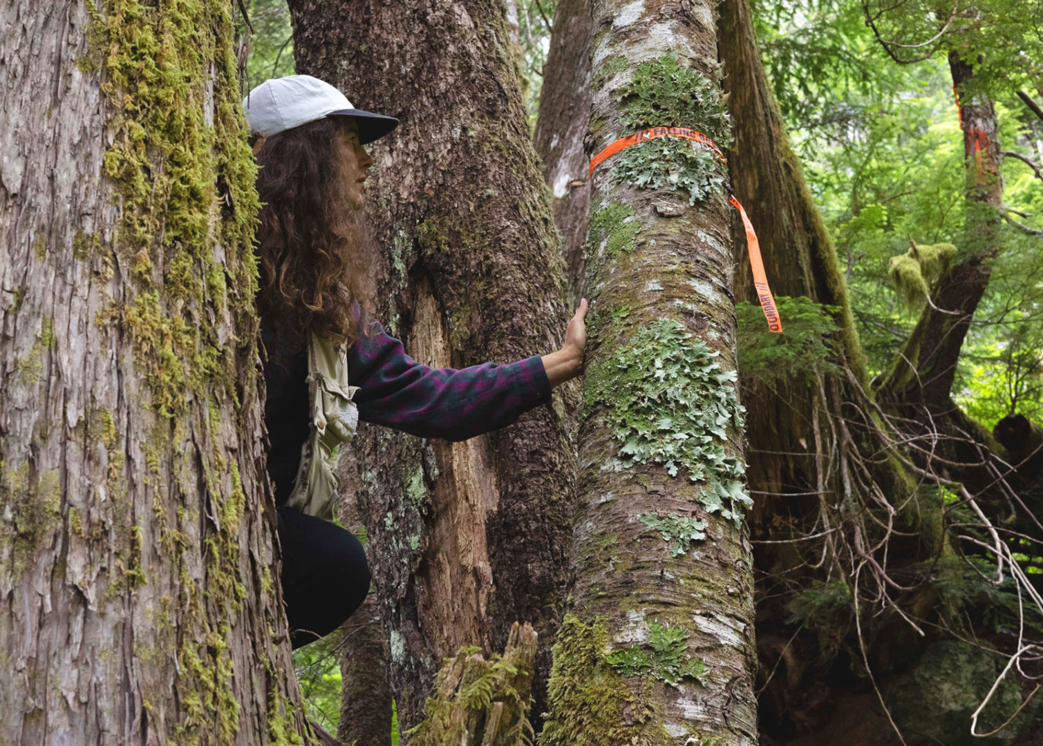 Could lichens and bats help bring real protection to Fairy Creek?
