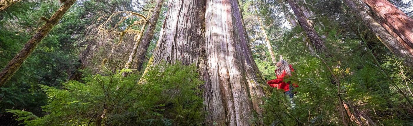 Being a Voice for the Forest: A Guide for Taking Action