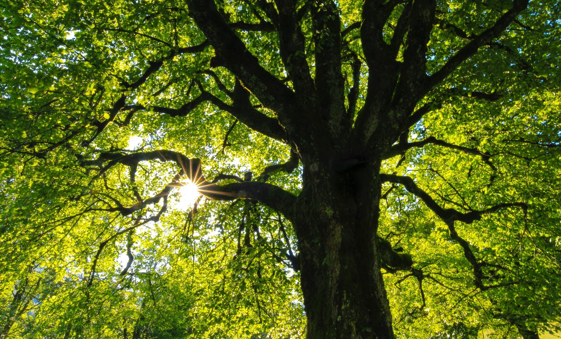 A Tree Poem A Day