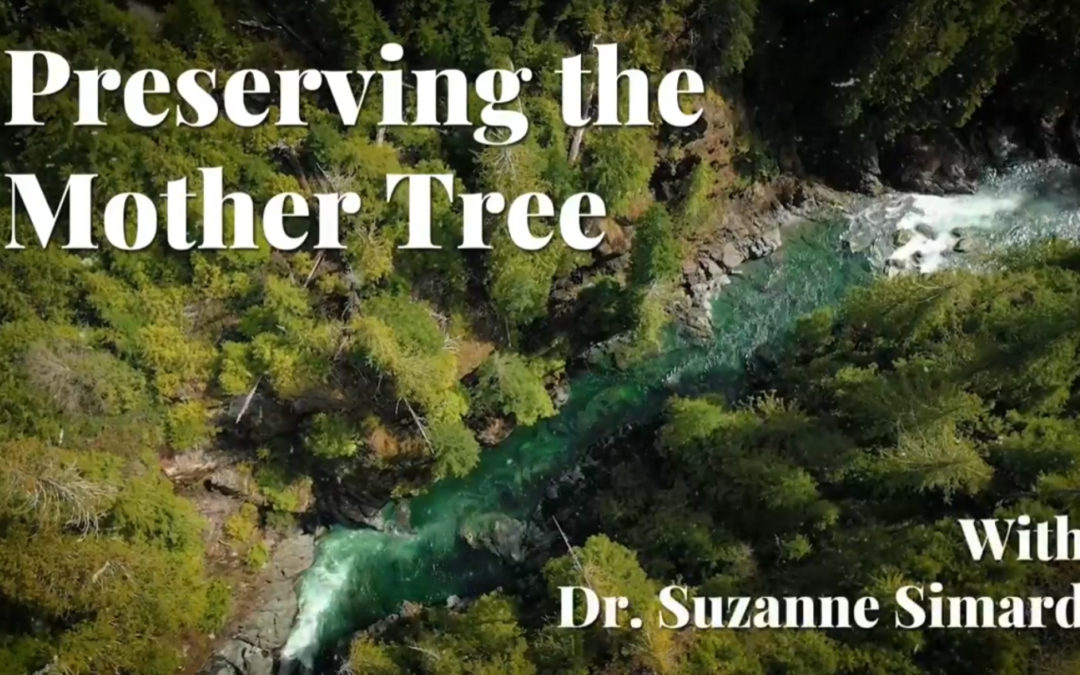 Suzanne Simard and the Understory
