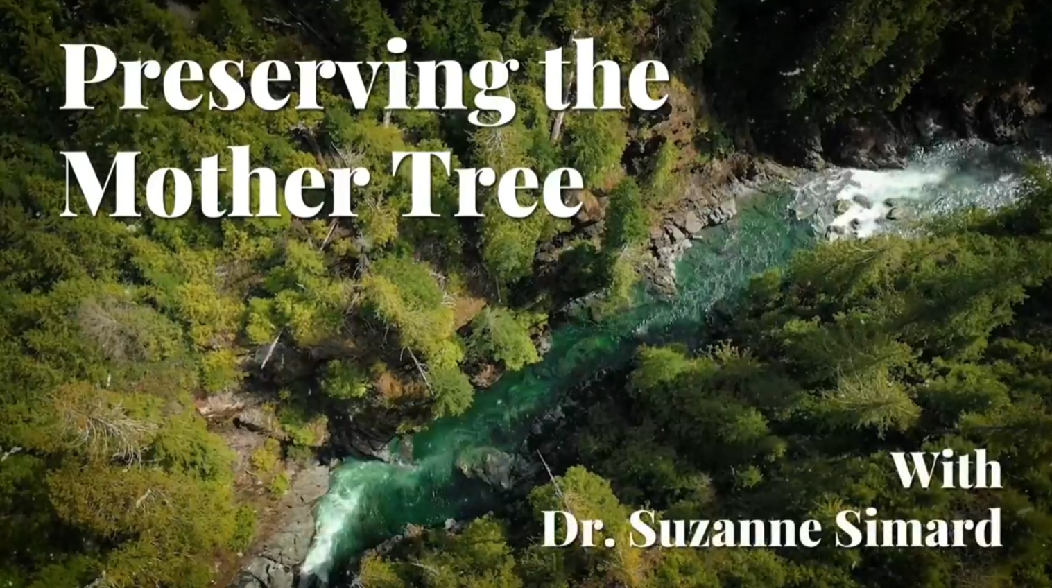 Suzanne Simard and the Understory