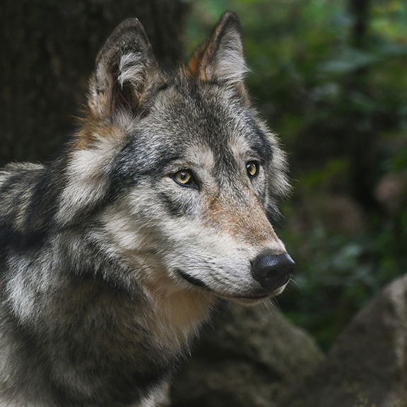 Comment on BC’s Renewal Permits on the Wolf Cull by Nov.15, 2021