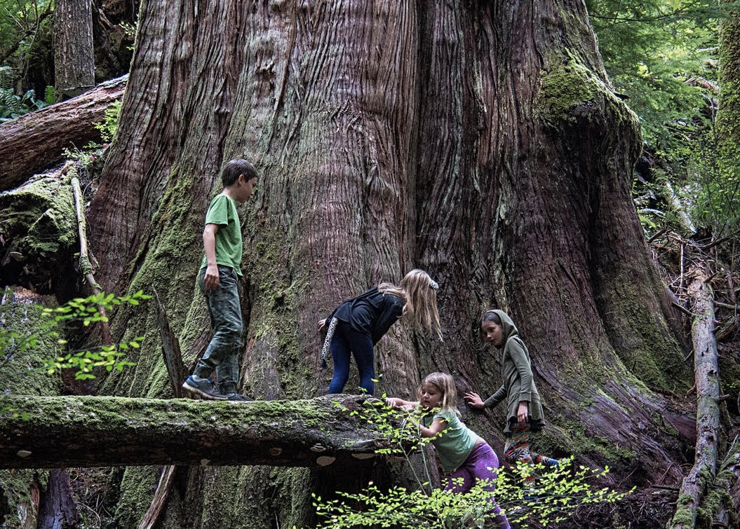 Elders for Ancient Forests Newsletter