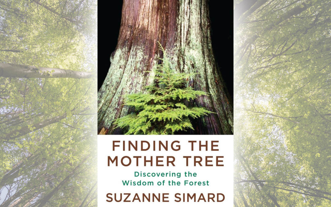 Summary Synthesis of Finding the Mother Tree