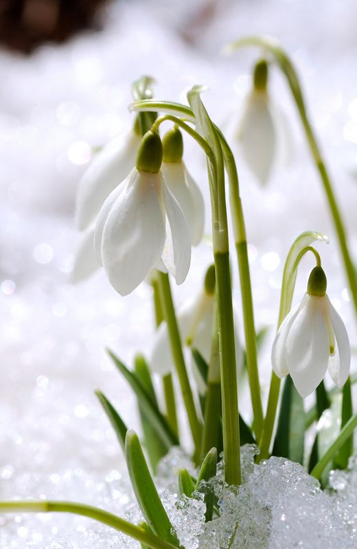 The Tender Touch of Rising Light