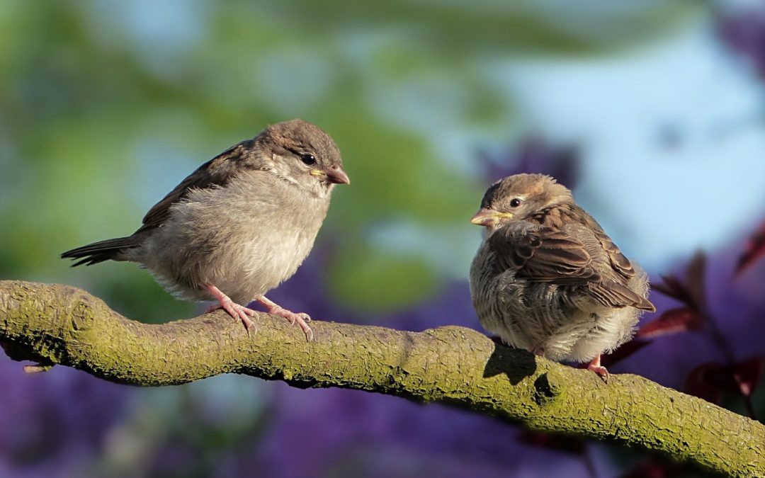 Is the Future Really Friendly for Birds?