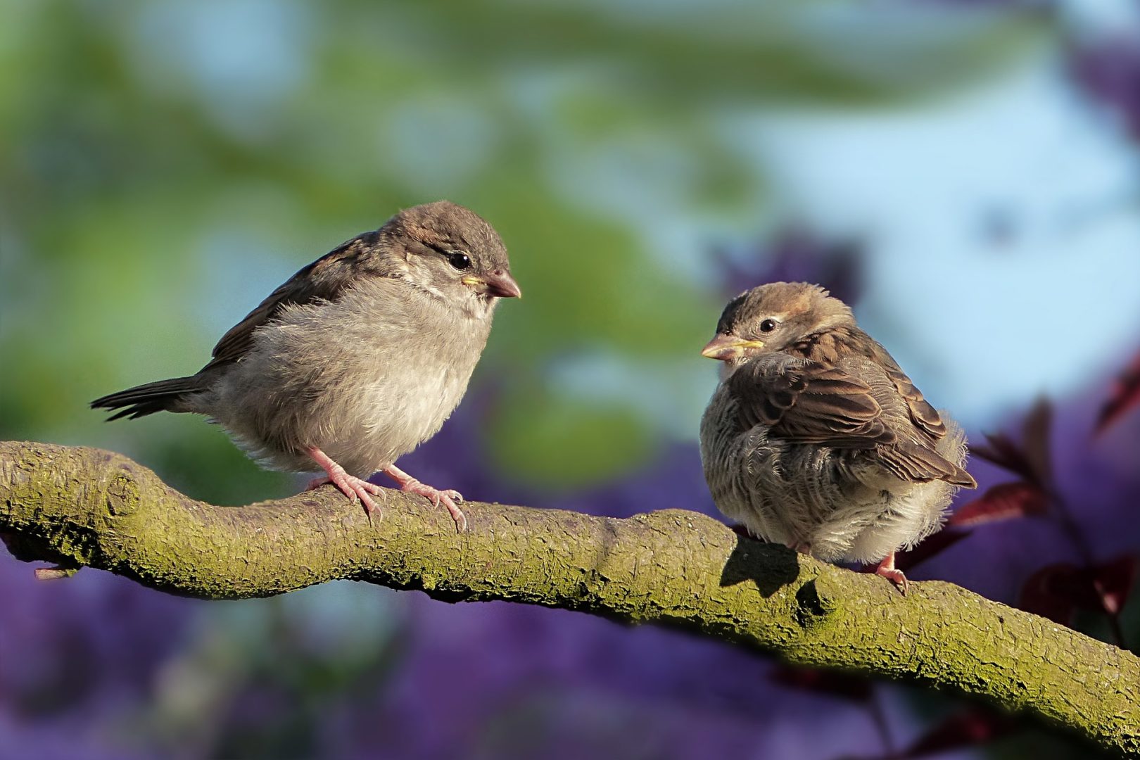 Is the Future Really Friendly for Birds?