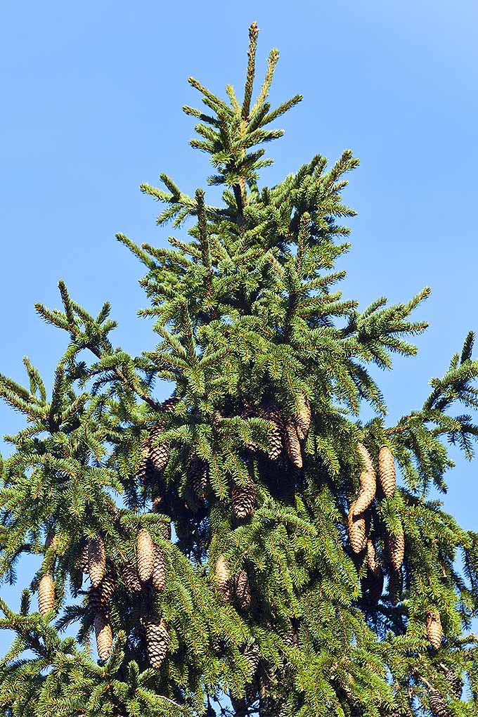 Urgent Appeal: Evaluation of Teal Cedar Proposed Management Plan #5