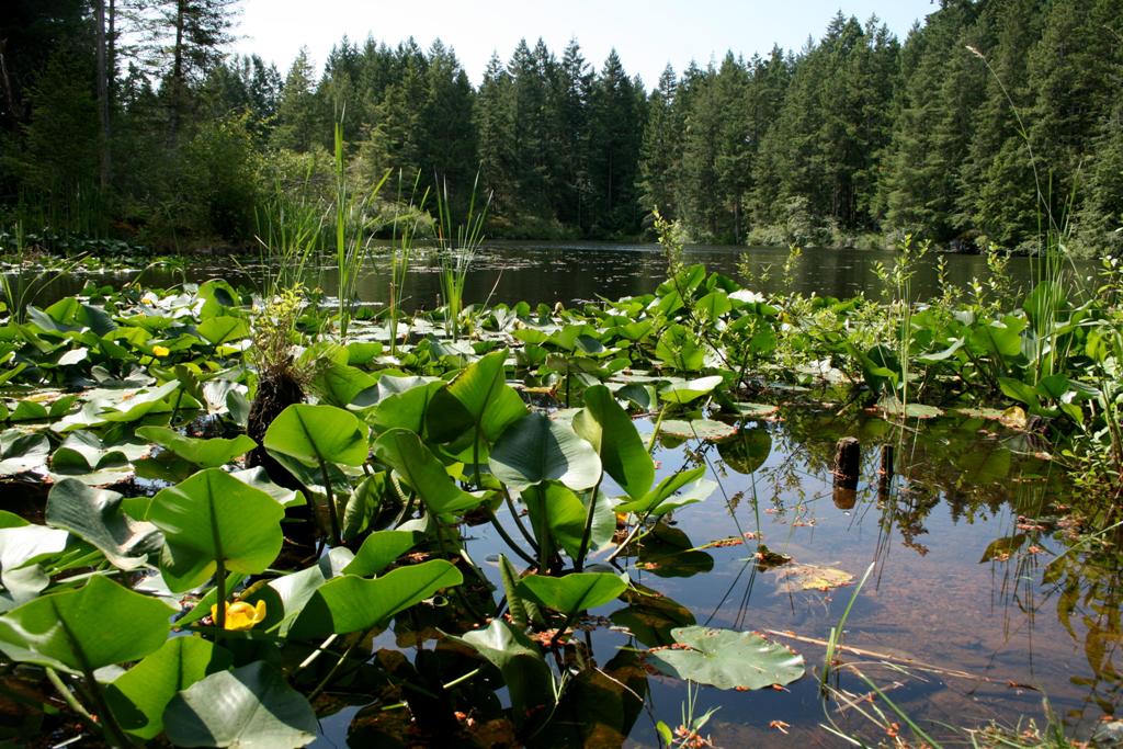 Highlands community association to host forum on rewilding