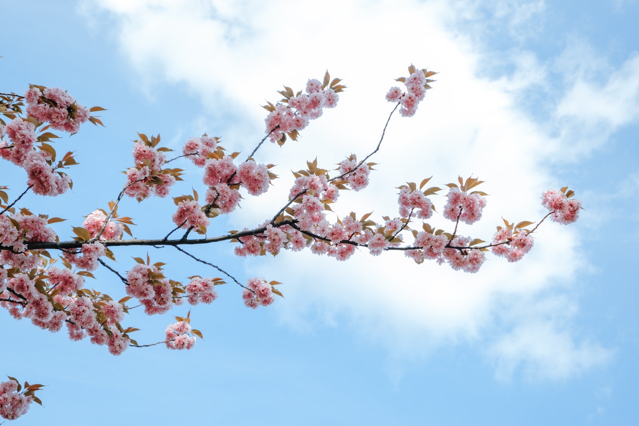 Take a Stand for James Bay’s Cherry Trees