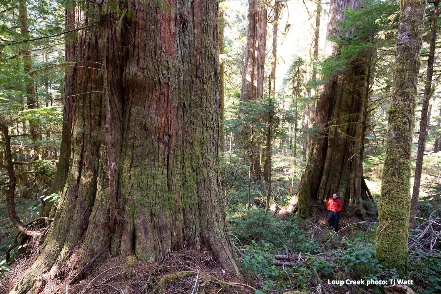 Old Growth Action Calls