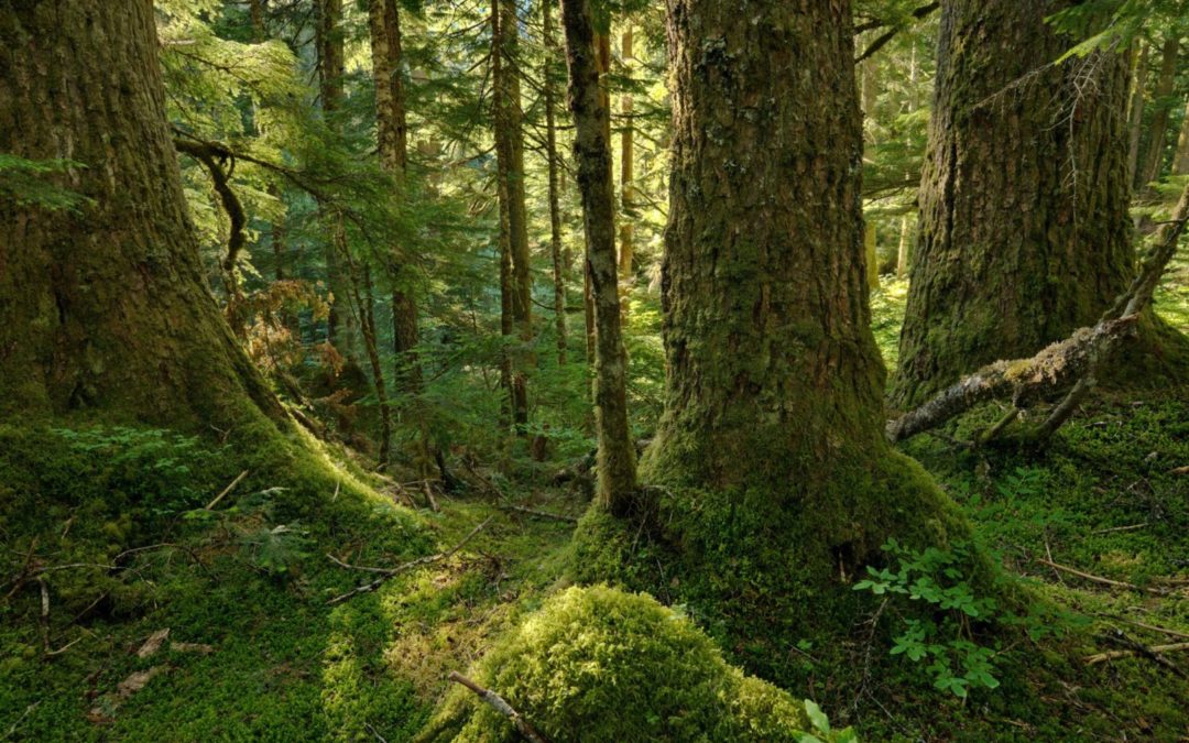 Old Growth Forest Ecology