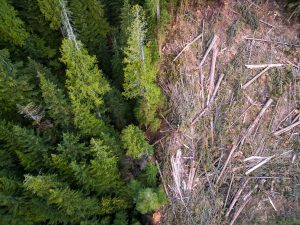 Petition to Stop Old Growth Forest Logging