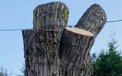 HALT Saanich Council Action Plan: Help Save Remaining Shelbourne Trees!