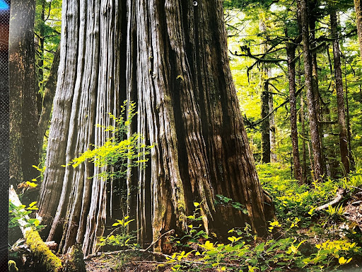 September Elders for Ancient Trees Update