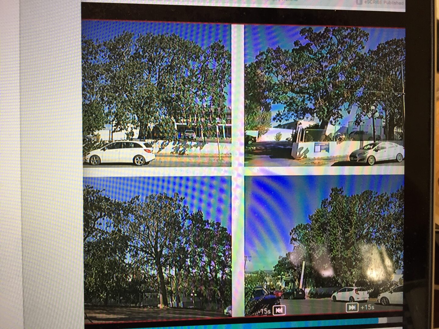 Will We Lose Downtown’s Last Garry Oaks?