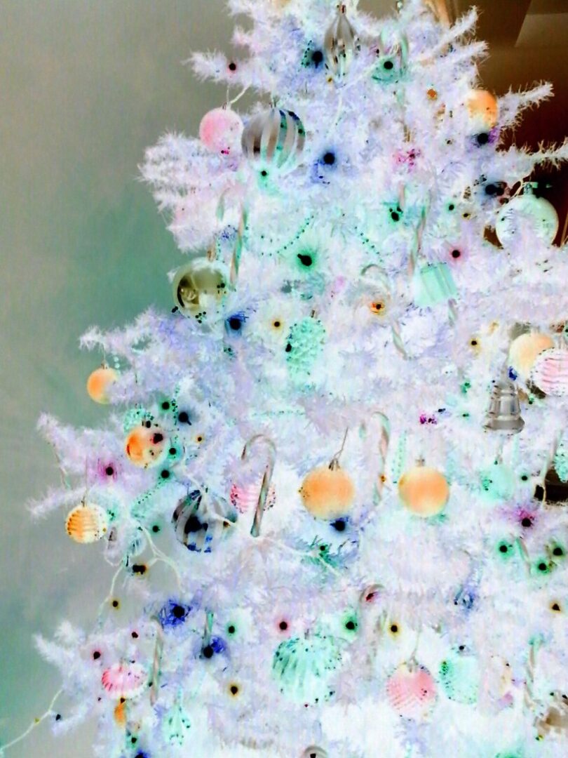 Great Annual Family Christmas Tree Hunt