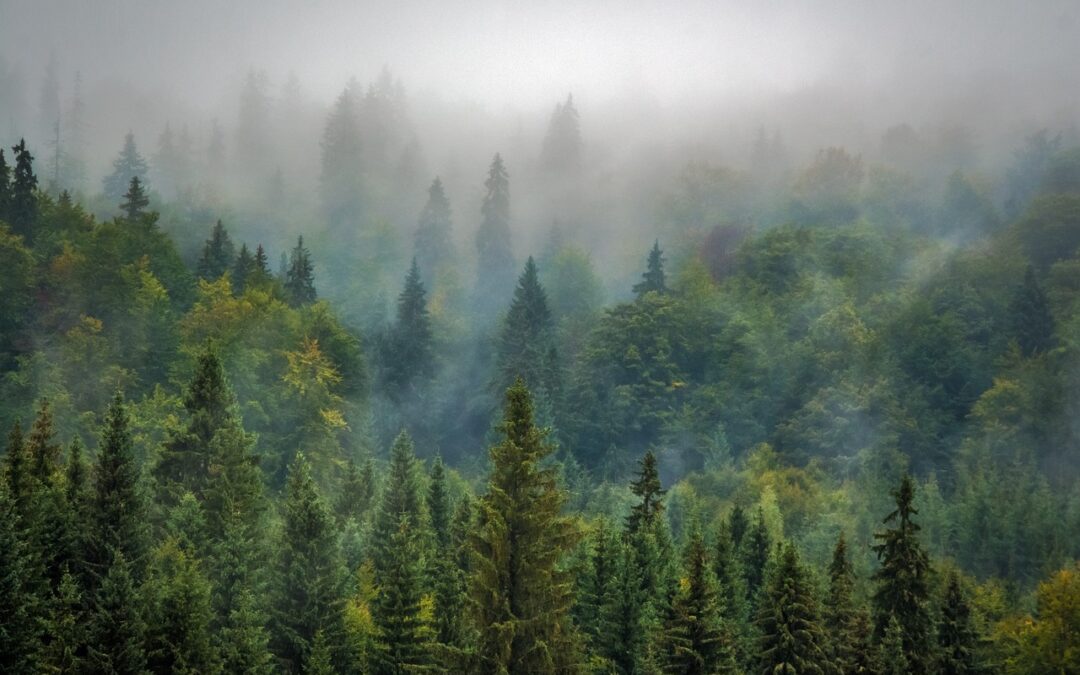 Old Growth Forests Need Legal Protection