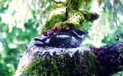 Help Preserve Old Growth Forests for the Threatened Marbled Murrelet