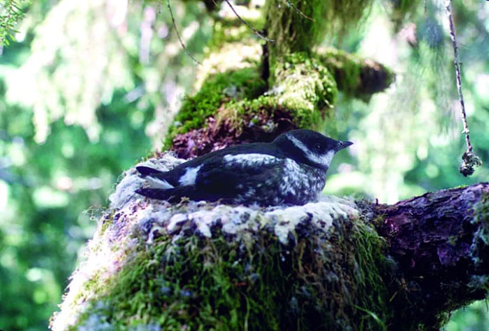 Help Preserve Old Growth Forests for the Threatened Marbled Murrelet