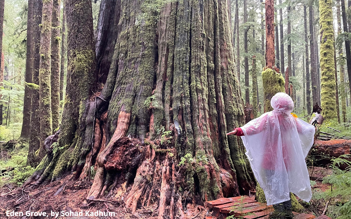 Take Action for Old Growth