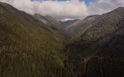 Good News for Preserving the Marbled Murrelet and its Nesting Habitat, Old Growth