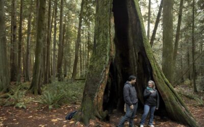 ‘Salmon Parks’ in Traditional First Nations Territory Aim to Save Habitats by Stopping Old-Growth Logging