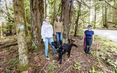 Saanich Nudges B.C. Hydro To Reduce Tree Loss From Power-Upgrade Project